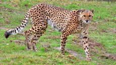 Gepard (4).jpg